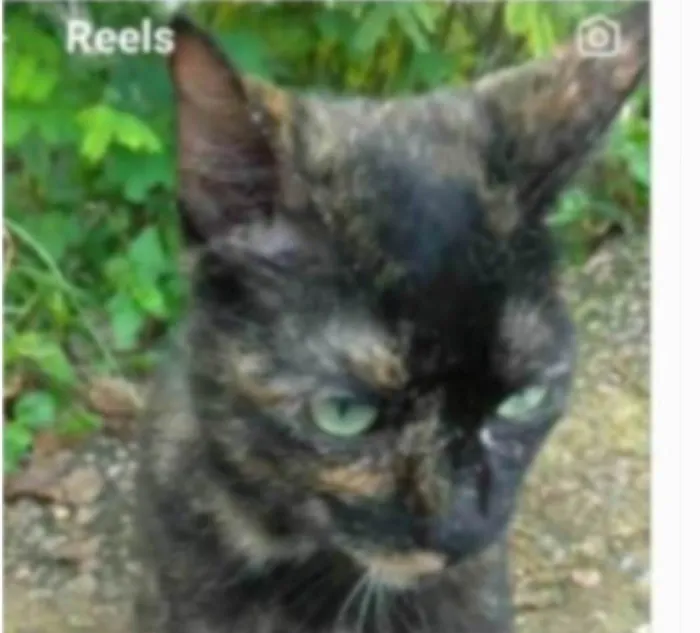 Gato ra a srd idade 7 a 11 meses nome ISABELE