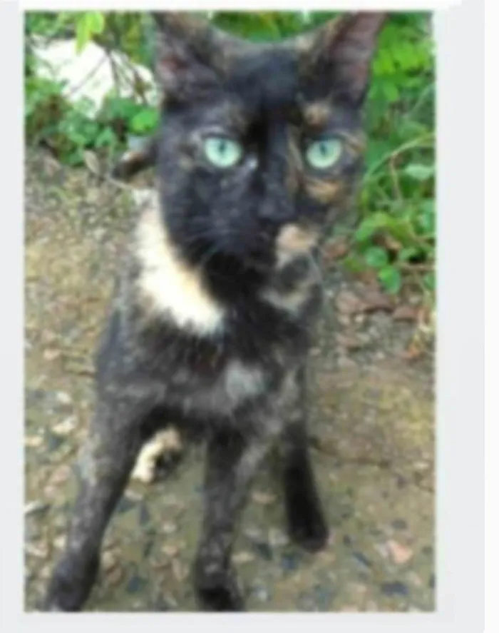 Gato ra a srd idade 7 a 11 meses nome ISABELE