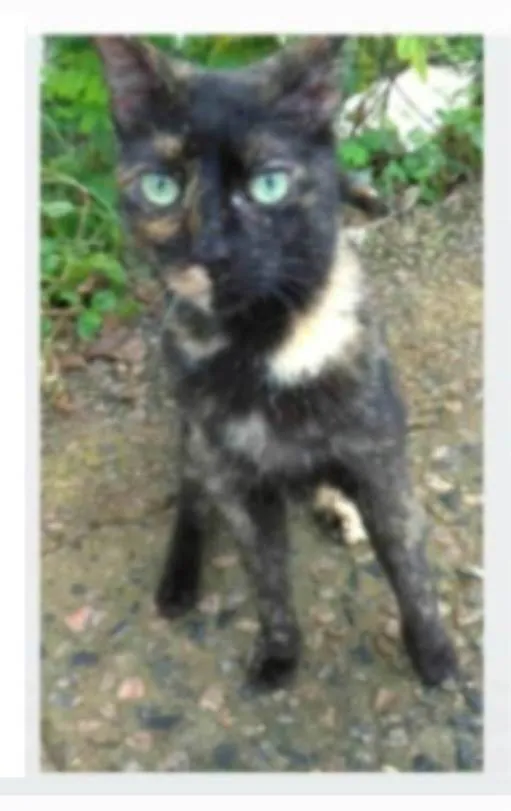 Gato ra a srd idade 7 a 11 meses nome ISABELE