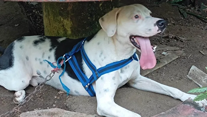 Cachorro ra a SRD-ViraLata idade 2 anos nome Rock