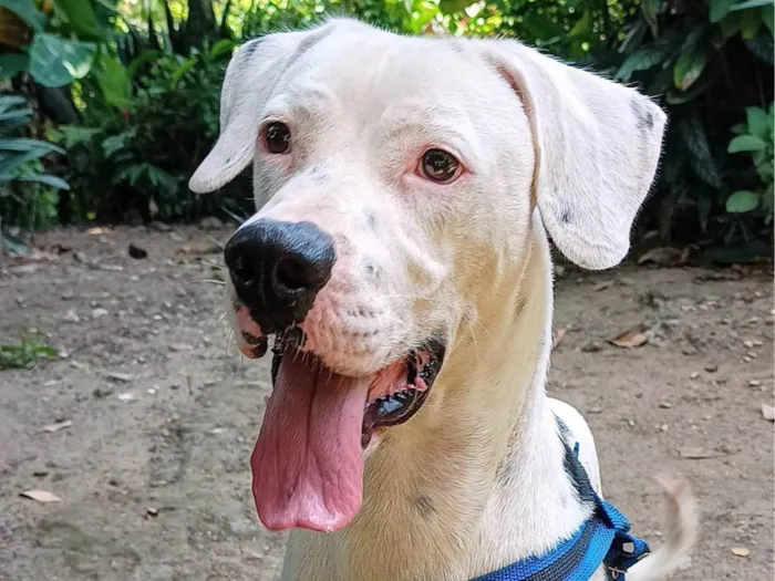 Cachorro ra a SRD-ViraLata idade 2 anos nome Rock