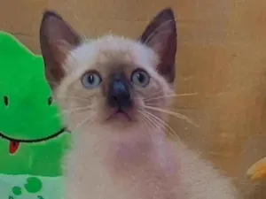 Gato raça  idade Abaixo de 2 meses nome Princesa 