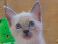 Miojinha 