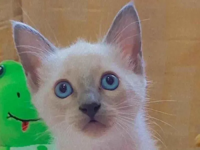 Gato ra a  idade Abaixo de 2 meses nome Miojinha 