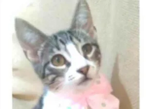 Gato raça srd idade 7 a 11 meses nome ELENA