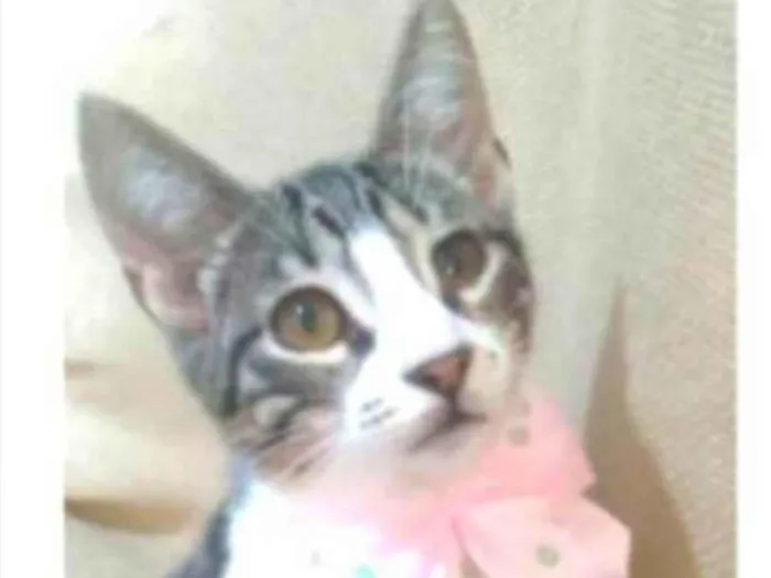 Gato ra a srd idade 7 a 11 meses nome ELENA