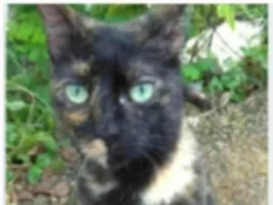 Gato raça srd idade 7 a 11 meses nome ISABELE