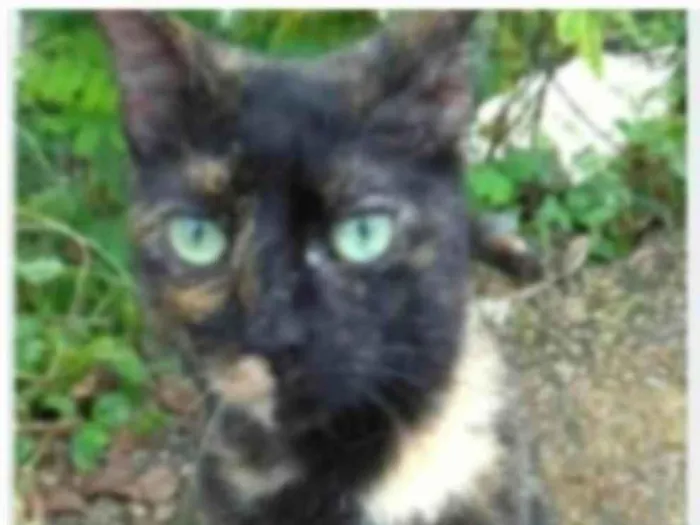 Gato ra a srd idade 7 a 11 meses nome ISABELE