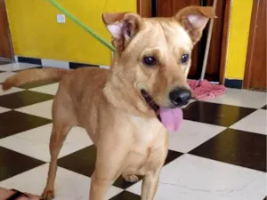 Cachorro raça SRD idade 4 anos nome Caramelo