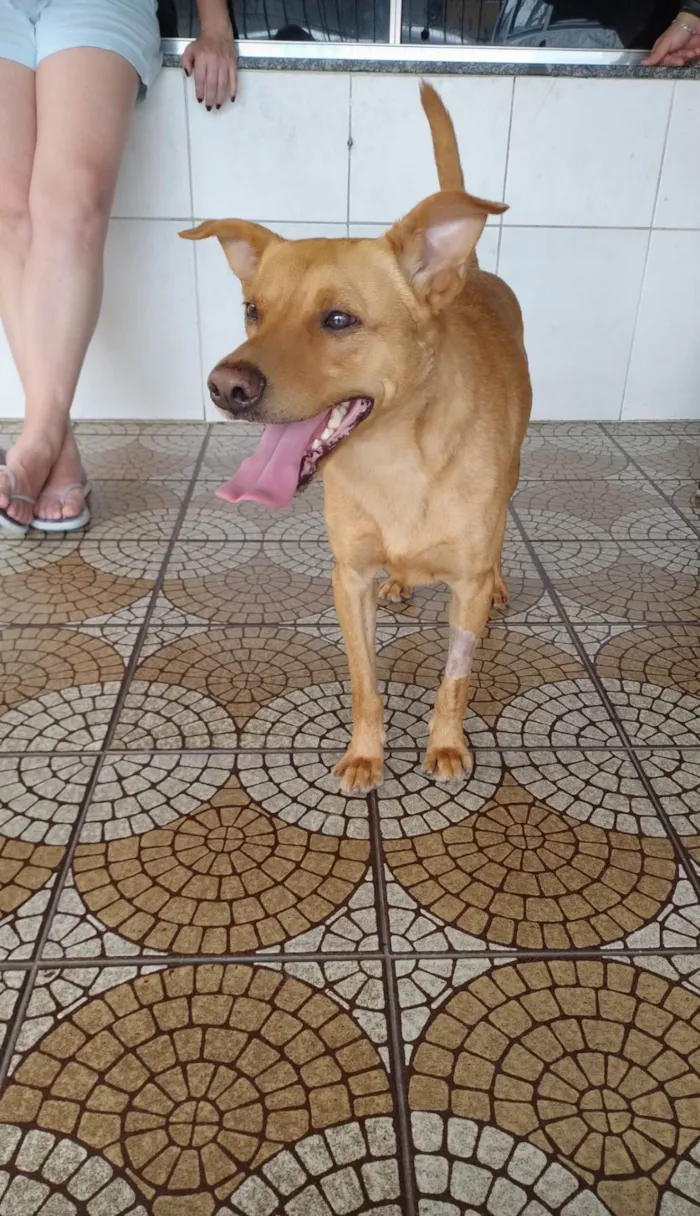 Cachorro ra a SRD idade 4 anos nome Caramelo