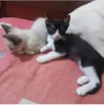 Tom Jr & Branquita