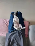 Manchinha