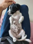 Manchinha