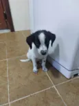 Manchinha