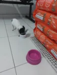Manchinha