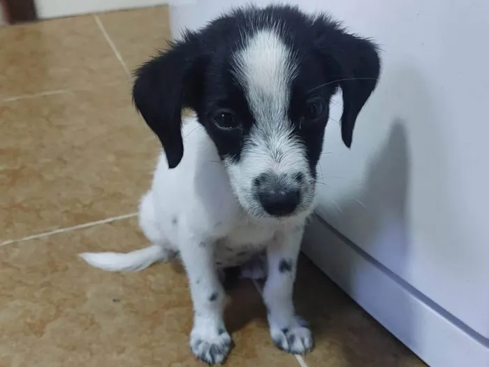 Cachorro ra a SRD-ViraLata idade 2 a 6 meses nome Manchinha 