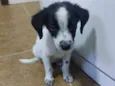 Manchinha