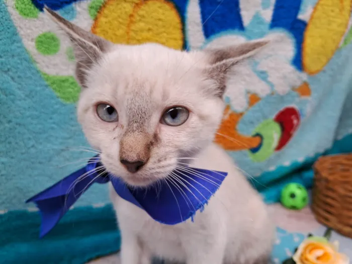 Gato ra a Siamês  idade 2 a 6 meses nome Sem Nome