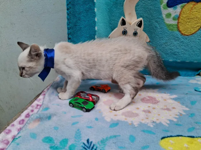 Gato ra a Siamês  idade 2 a 6 meses nome Sem Nome