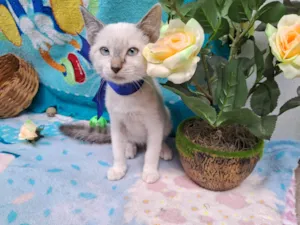 Gato raça Siamês  idade 2 a 6 meses nome Sem Nome
