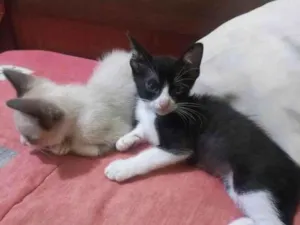 Gato raça Desconhecida  idade 2 a 6 meses nome Tom Jr & Branquita 