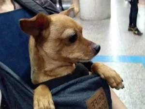 Cachorro raça Pinscher  idade 5 anos nome Anita