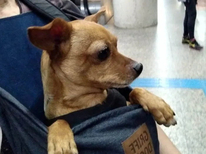 Cachorro ra a Pinscher  idade 5 anos nome Anita