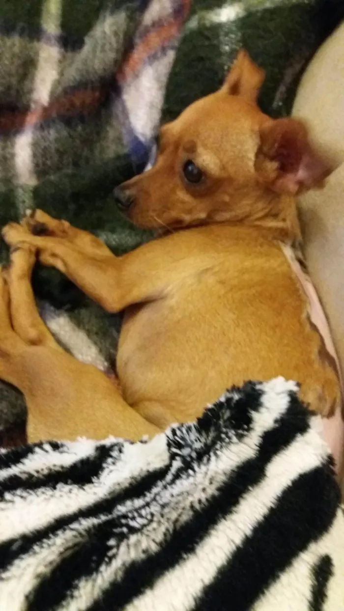 Cachorro ra a Pinscher  idade 5 anos nome Anita