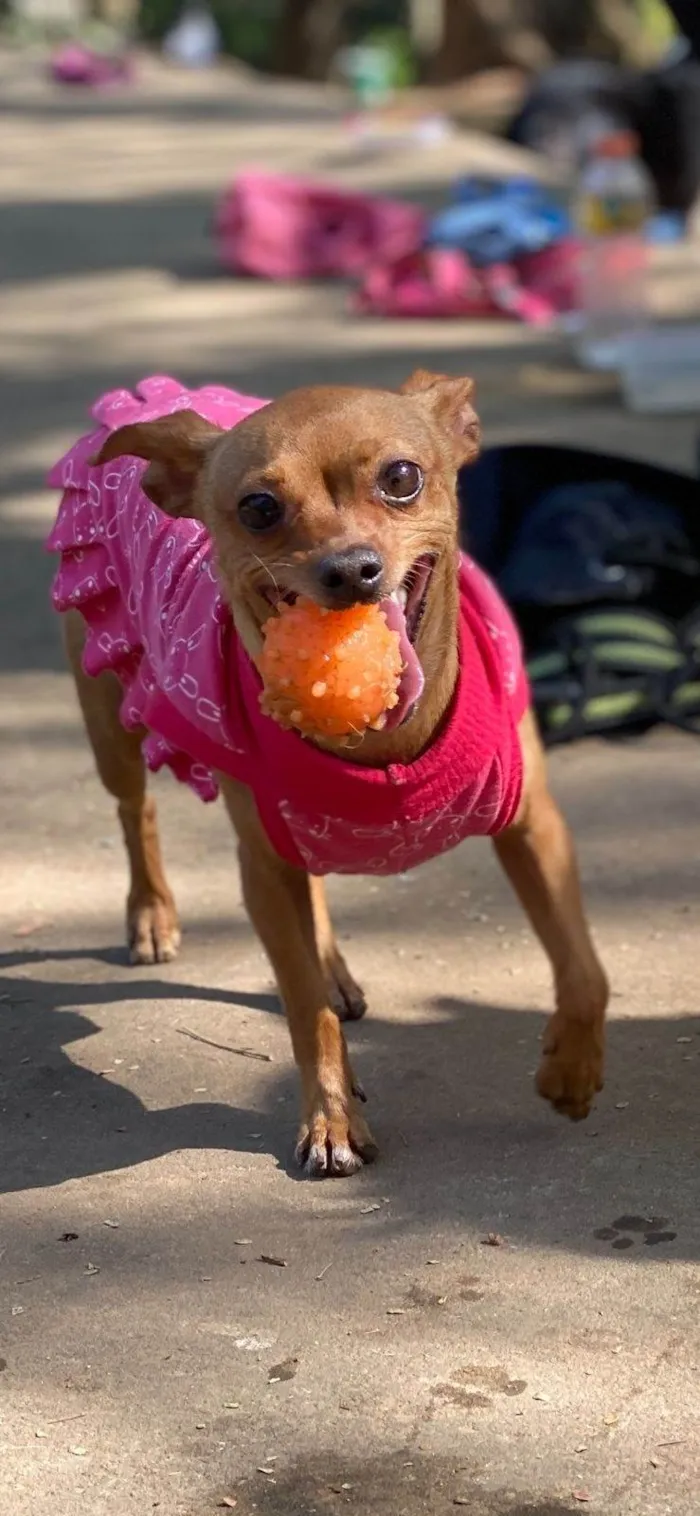 Cachorro ra a Pinscher  idade 5 anos nome Anita