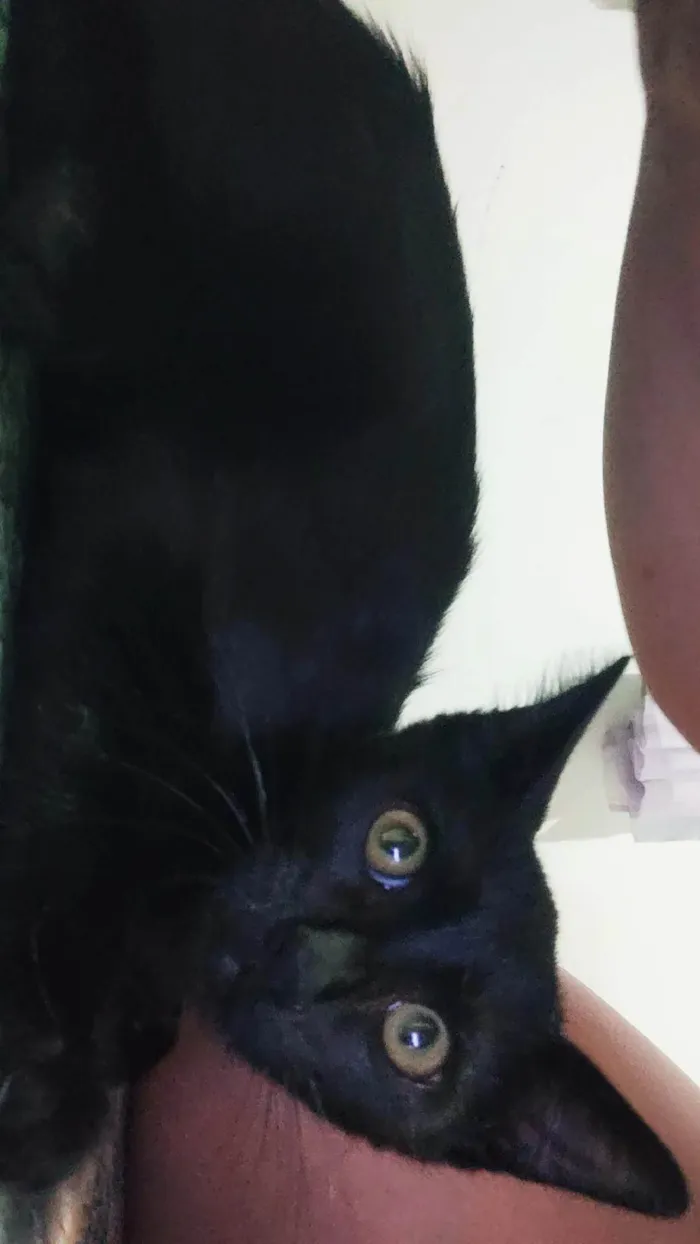 Gato ra a SRD idade 2 a 6 meses nome Sem nome 