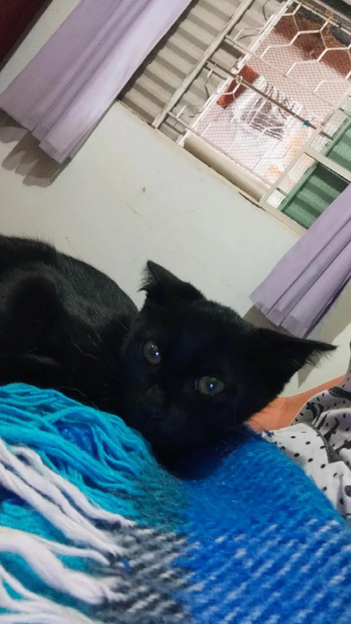 Gato ra a SRD idade 2 a 6 meses nome Sem nome 
