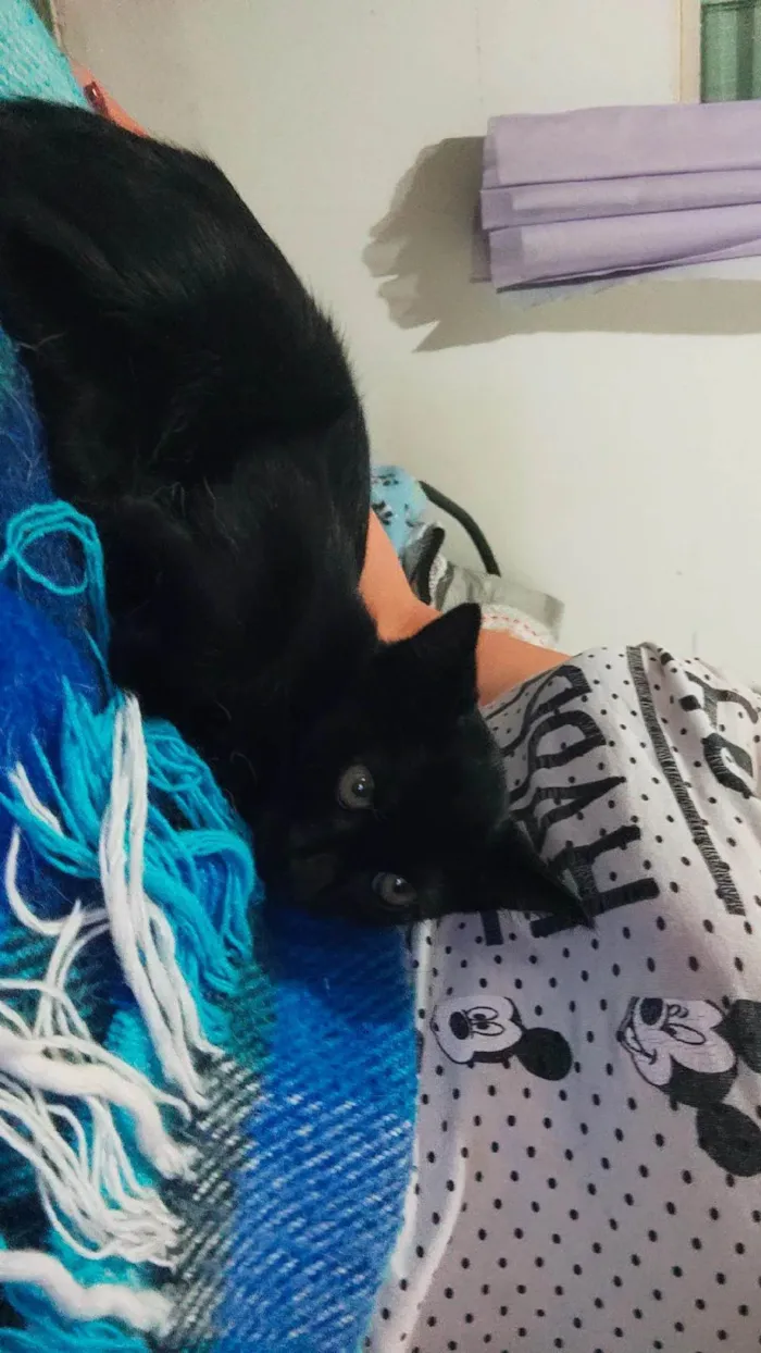 Gato ra a SRD idade 2 a 6 meses nome Sem nome 