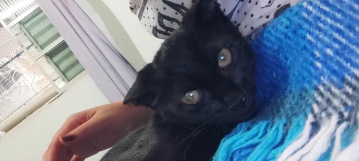 Gato ra a SRD idade 2 a 6 meses nome Sem nome 