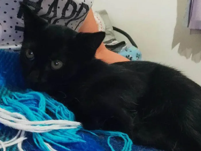 Gato ra a SRD idade 2 a 6 meses nome Sem nome 