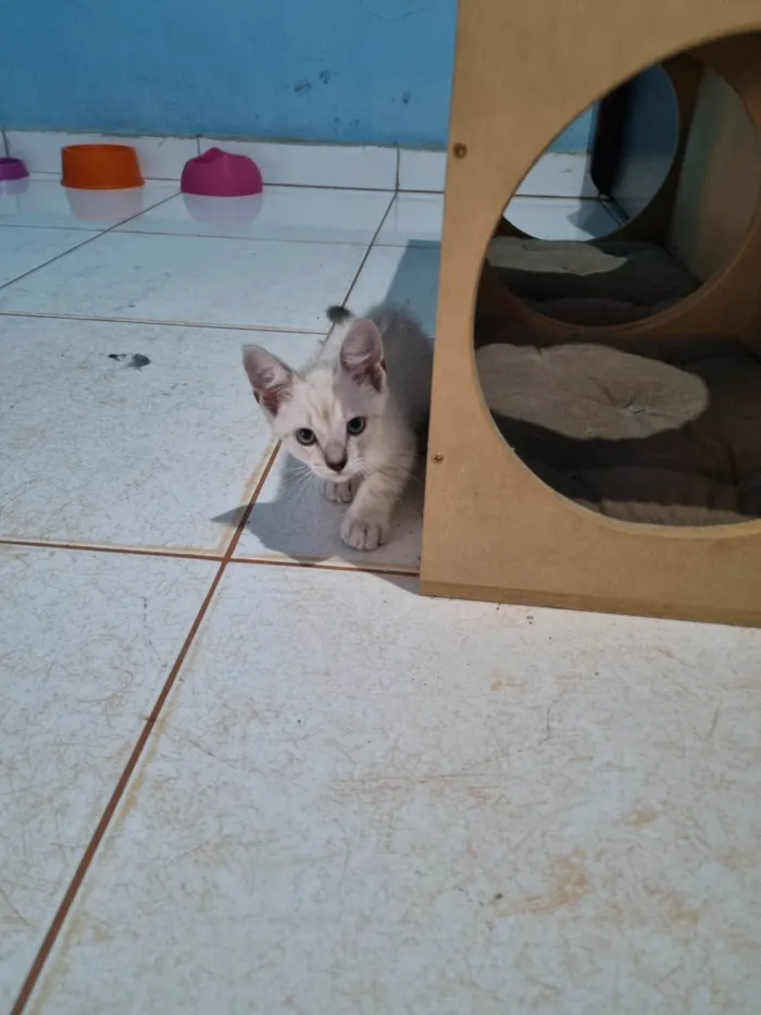 Gato ra a SRD-ViraLata idade 2 a 6 meses nome Floquinho