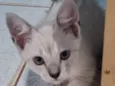 Floquinho
