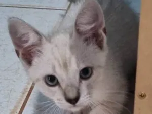 Gato raça SRD-ViraLata idade 2 a 6 meses nome Floquinho