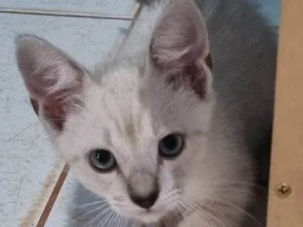 Gato ra a SRD-ViraLata idade 2 a 6 meses nome Floquinho