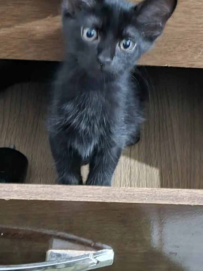 Gato ra a SRD-ViraLata idade 2 a 6 meses nome Princesa de Ébano