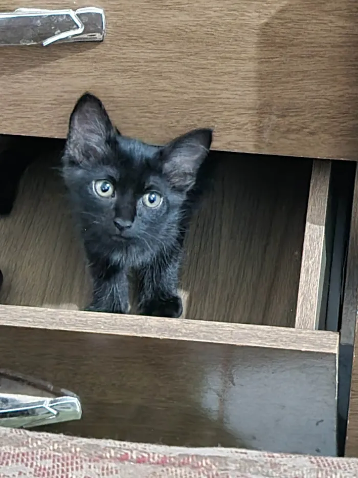 Gato ra a SRD-ViraLata idade 2 a 6 meses nome Princesa de Ébano