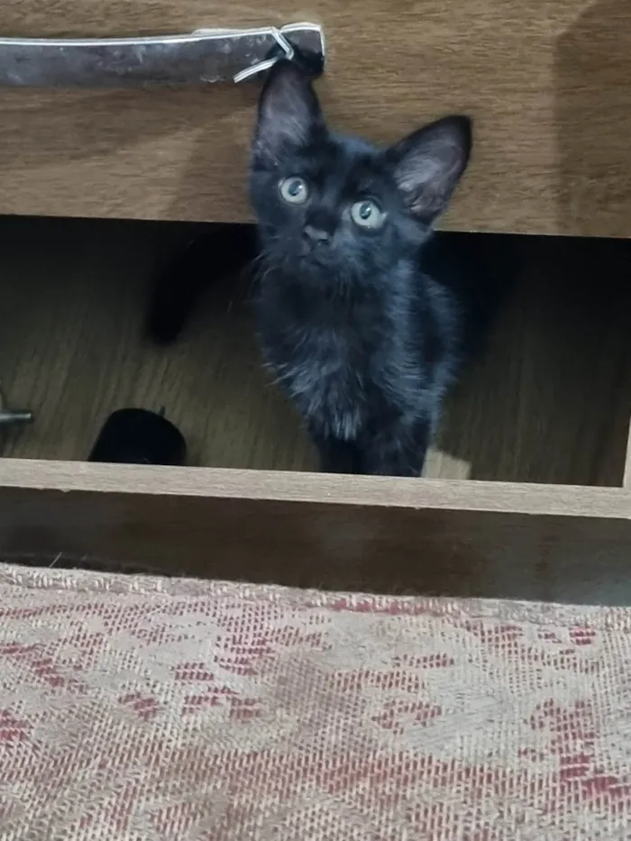 Gato ra a SRD-ViraLata idade 2 a 6 meses nome Princesa de Ébano