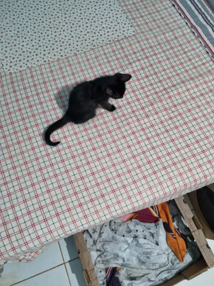 Gato ra a SRD-ViraLata idade 2 a 6 meses nome Princesa de Ébano