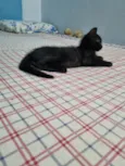 Princesa de Ébano