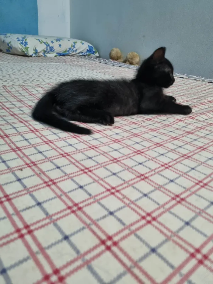 Gato ra a SRD-ViraLata idade 2 a 6 meses nome Princesa de Ébano