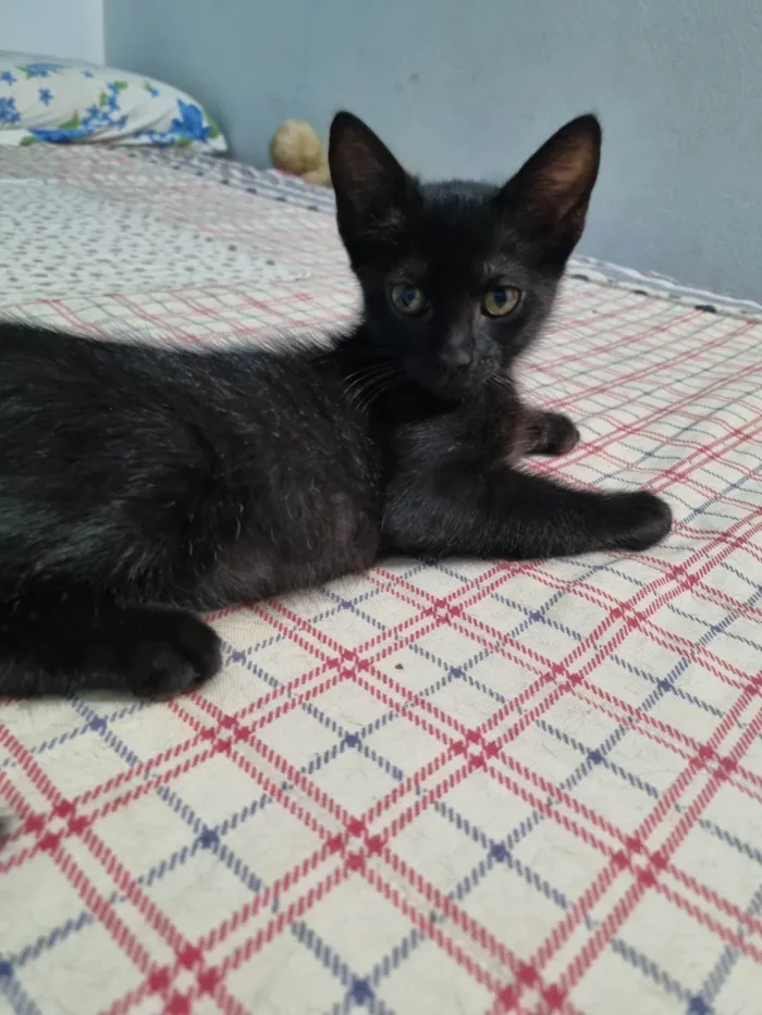 Gato ra a SRD-ViraLata idade 2 a 6 meses nome Princesa de Ébano