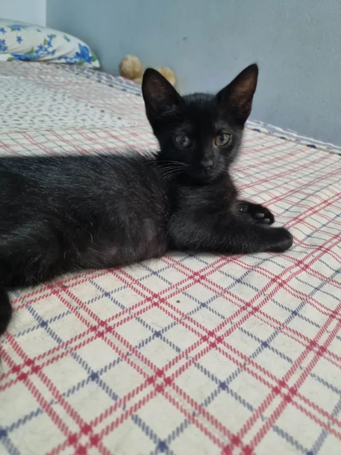 Gato ra a SRD-ViraLata idade 2 a 6 meses nome Princesa de Ébano