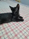 Princesa de Ébano