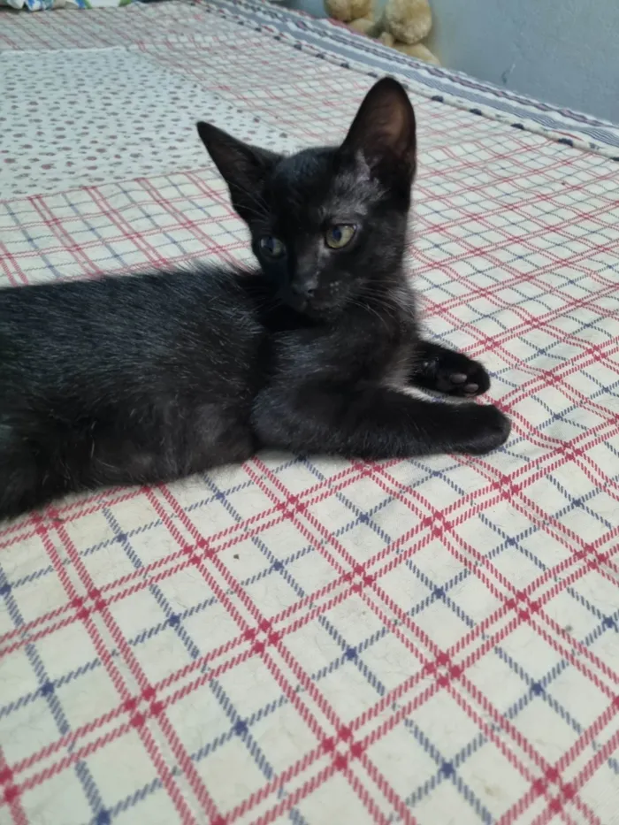Gato ra a SRD-ViraLata idade 2 a 6 meses nome Princesa de Ébano