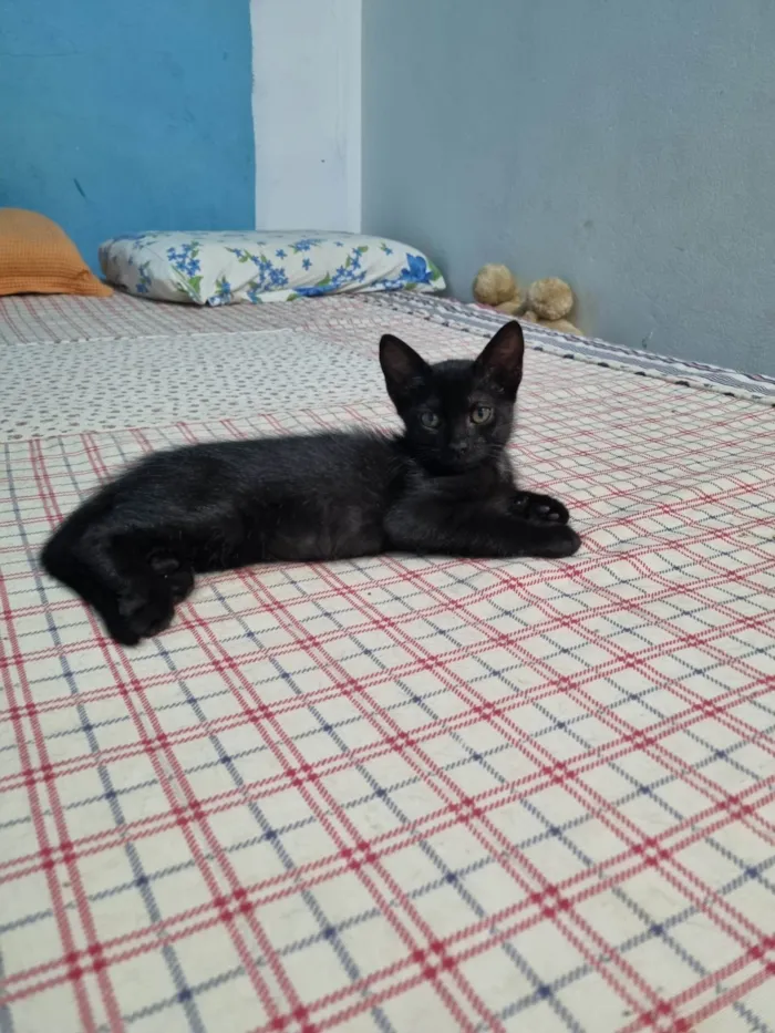 Gato ra a SRD-ViraLata idade 2 a 6 meses nome Princesa de Ébano