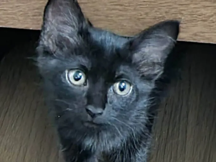 Gato ra a SRD-ViraLata idade 2 a 6 meses nome Princesa de Ébano